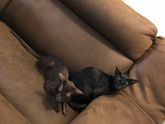 Котики ориенталы