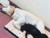 Стоит ли спаривать кота? 8 мес