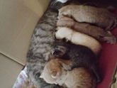Потихоньку подыскиваю котятам хозяев)