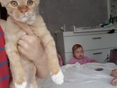 Какой породы кот?