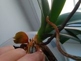 Болезнь орхидеи
