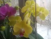 Призовой конкурс "Самый красивый комнатный цветок"( набор завершен)