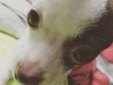 Котик