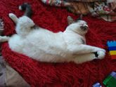 Котейка ???