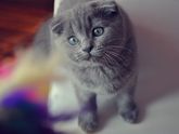 Как зовут ваших питомцев?