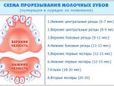 Очередность роста зубов
