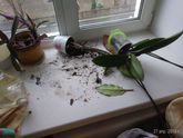 ШкОдНиЧеСтВа