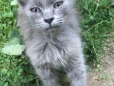 Ищу дом котёнку