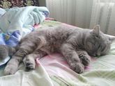 Кот😾
