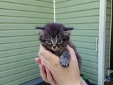 Отдам котят в дар.
