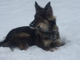 Собака