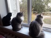 А у вас есть домашние животные?