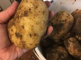 Картошка-мутант?
