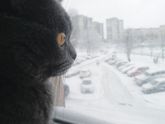 Кот😾