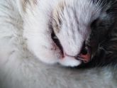 Про кота. Как он спит