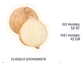 Наши 32 недели??