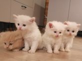 Дарю радость! Налетайте)))