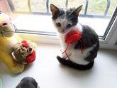 Воронеж! Помогите пристроить Котенка сироту!