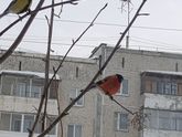 радость в буднях, пятница 1 марта