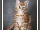 Котятки