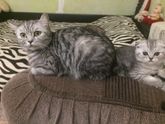 Шотландская кошка гадит