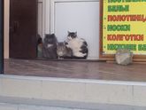 Давайте поиграем) придумайте подпись к фото)