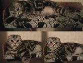 Кошечка загуляла.