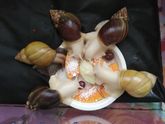 Улитки ахатины