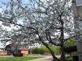 Весна