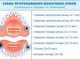 Зубы