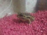Жабка🐸
