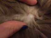 Чёрные точки у кота