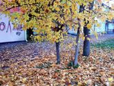 Время светлой грусти,филосовских размышлений,