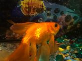 Золотая рыбка заболела( плавает боком по дну