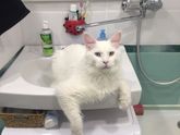Поведение кота