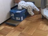 Ну что за шкодник?