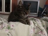 Минута милоты