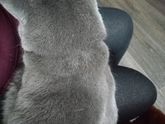 Британская кошка