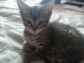 Отдам котят в добрые руки срочно!