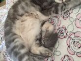 Отдала кота теперь жалею 😿