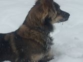Собака