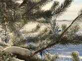Первый снег🌨️❄️❄️❄️