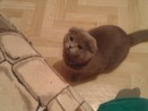 Шотландская вислоухая кошка и корм