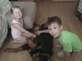 Дети и крупные собаки