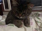 Минута милоты