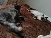 Давно о котэ не разговаривали. Поговорим?