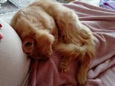 Кот и беременность