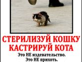 Первая проблема бездомных животных!