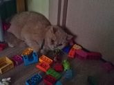 Кот в шоке