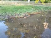 Кот водоплавающий)))
